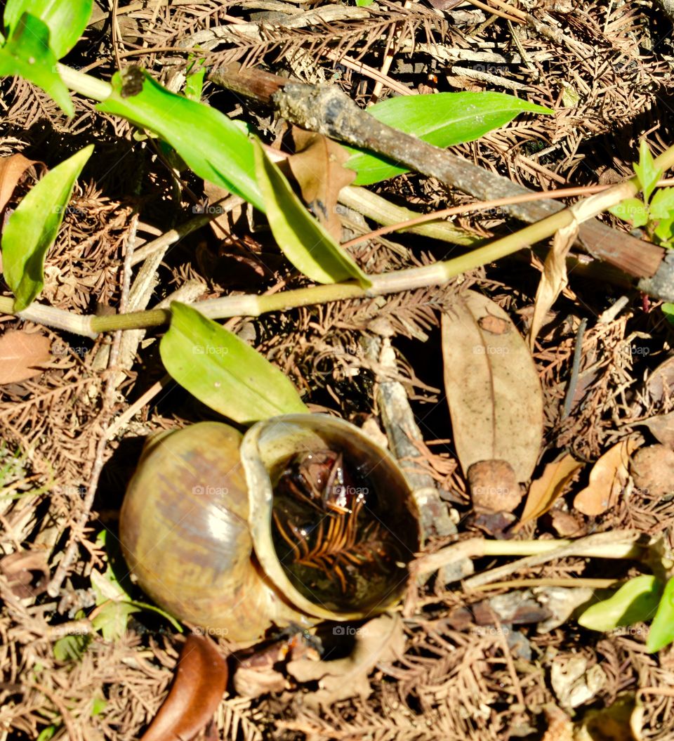 Snail shell planter