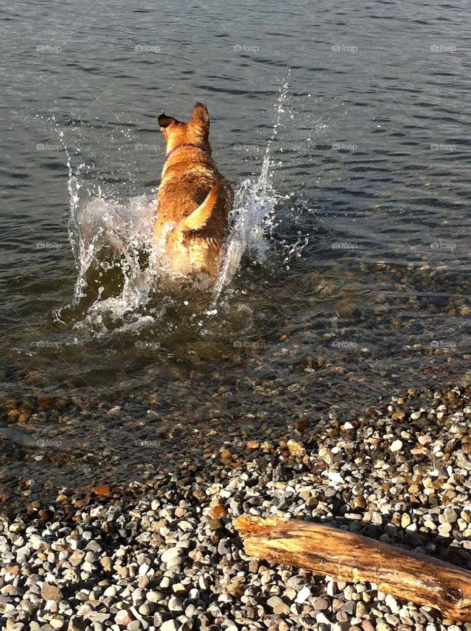 Running for the ball in the lake
