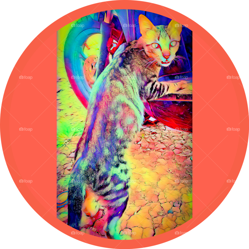 Kucing dahan sumatera