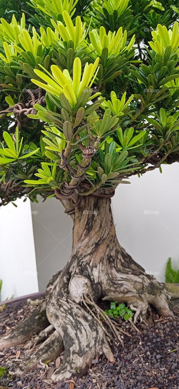 bonsai, bonsai tree, garden, garden tree