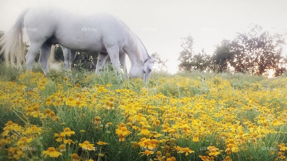 Two gray horses grazing in a field of summer wildflowers