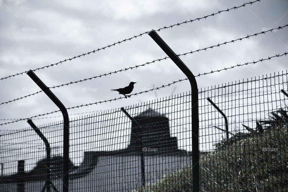 O moinho é o passaro