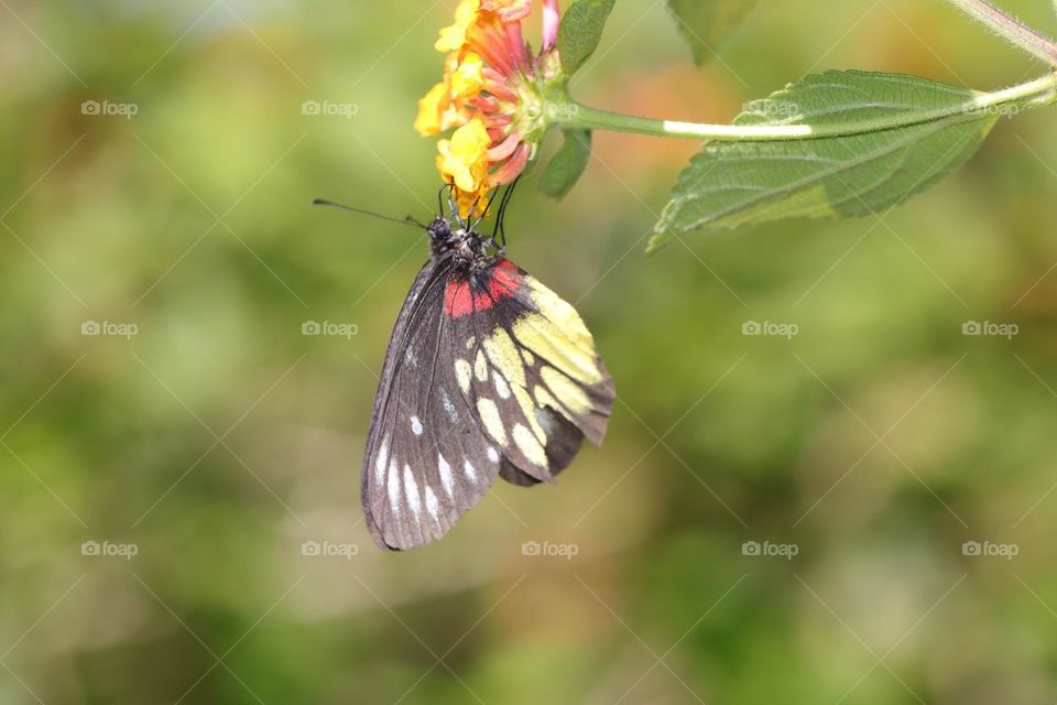 Beautiful and cute butterfly