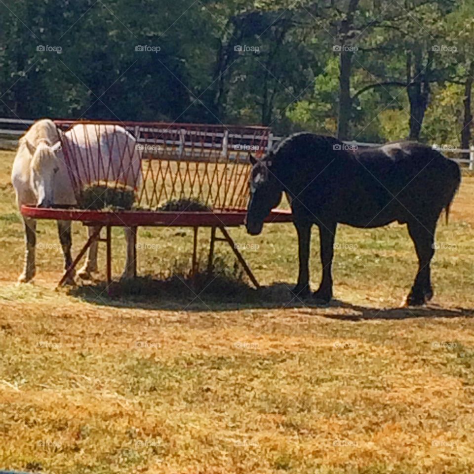 My buddies grazing 