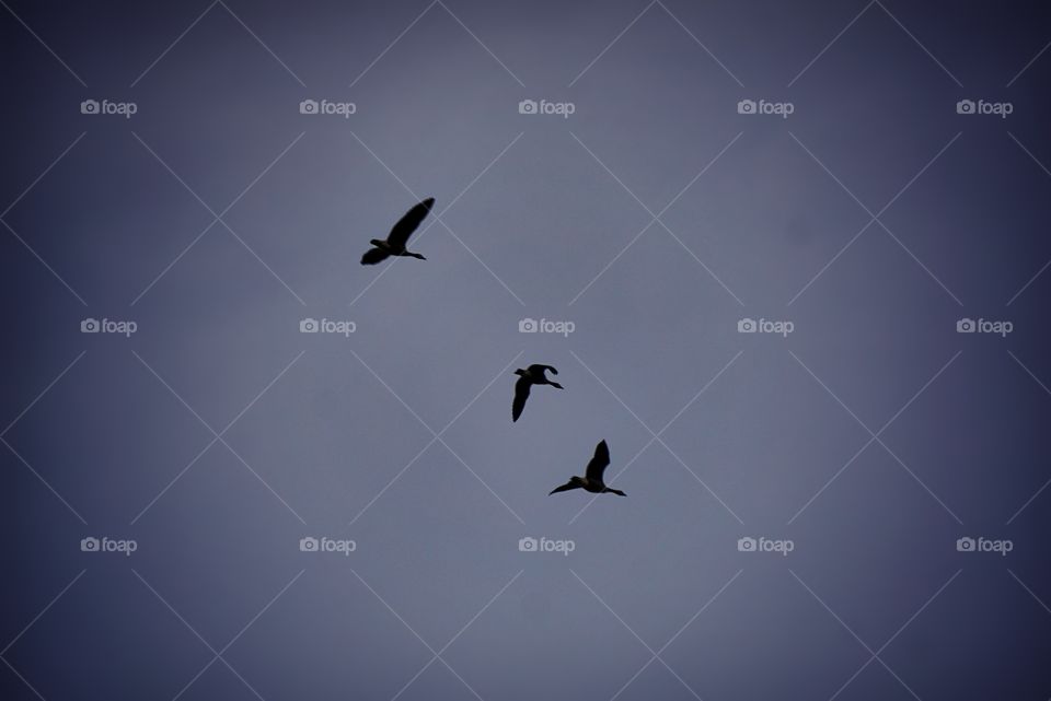 Flock of Geese in Flight 
