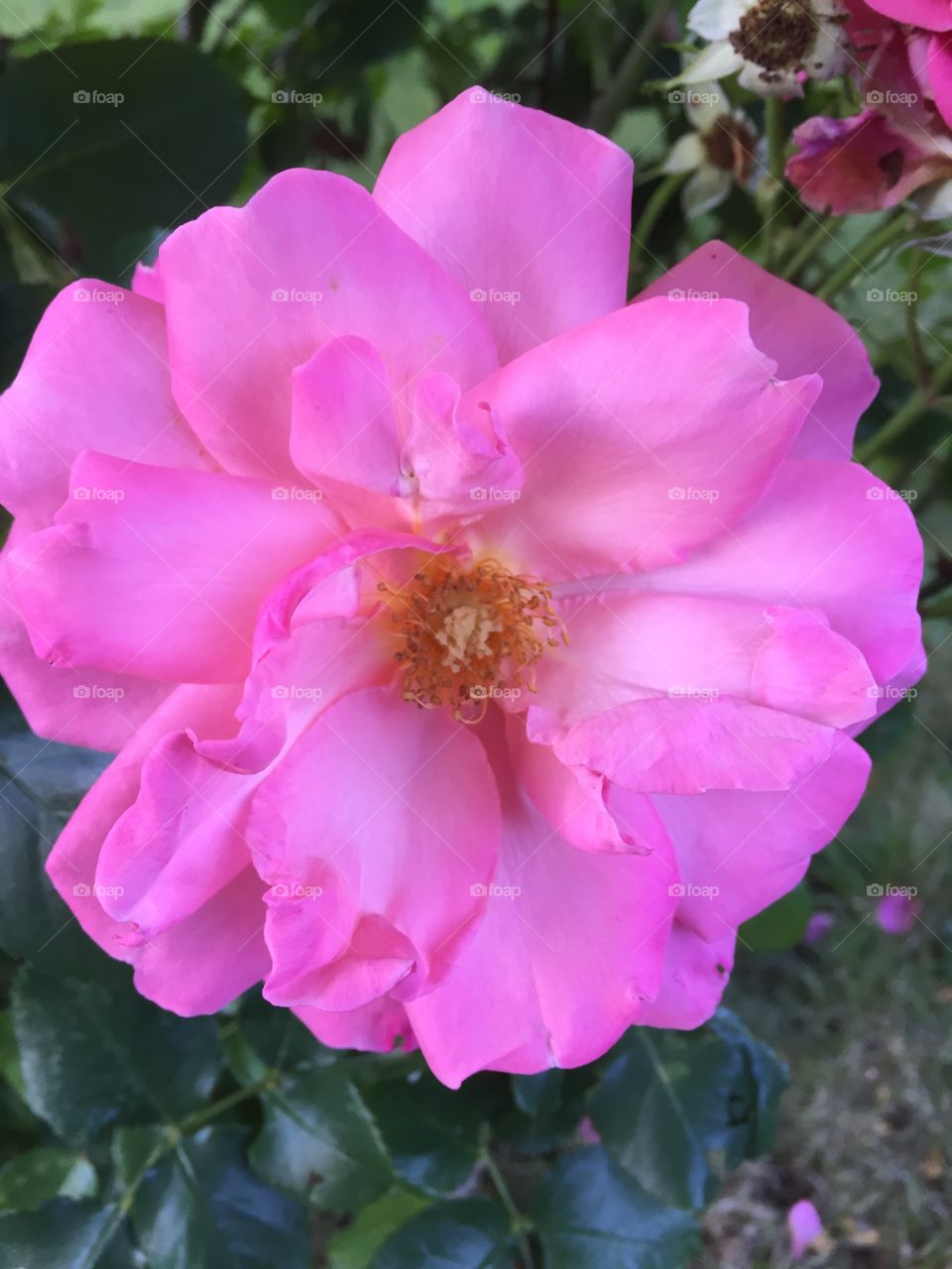 Rose in the garden 
