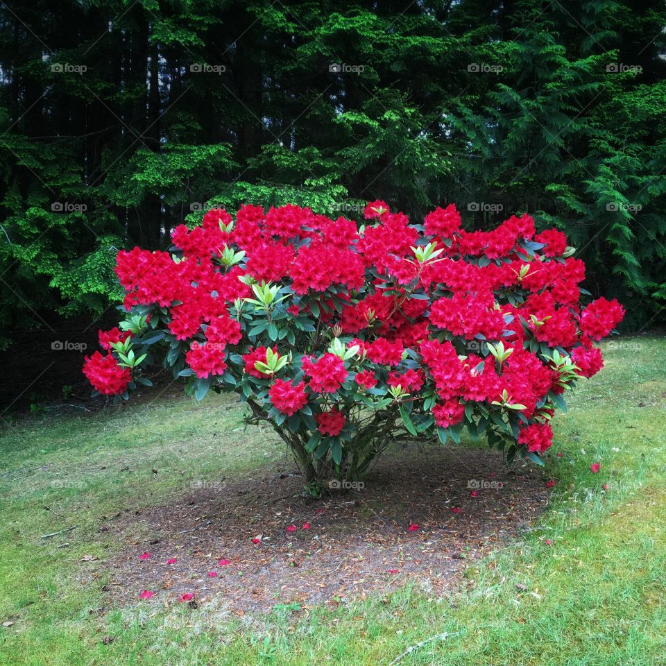 Red Rhododendrons 