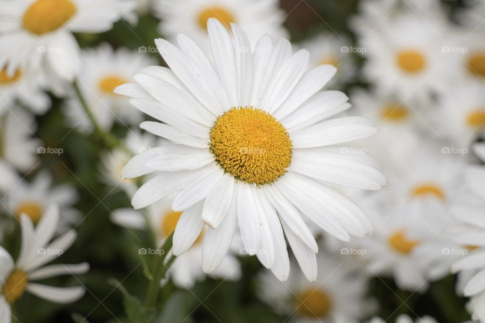 Beautiful daisy flower in the garden
