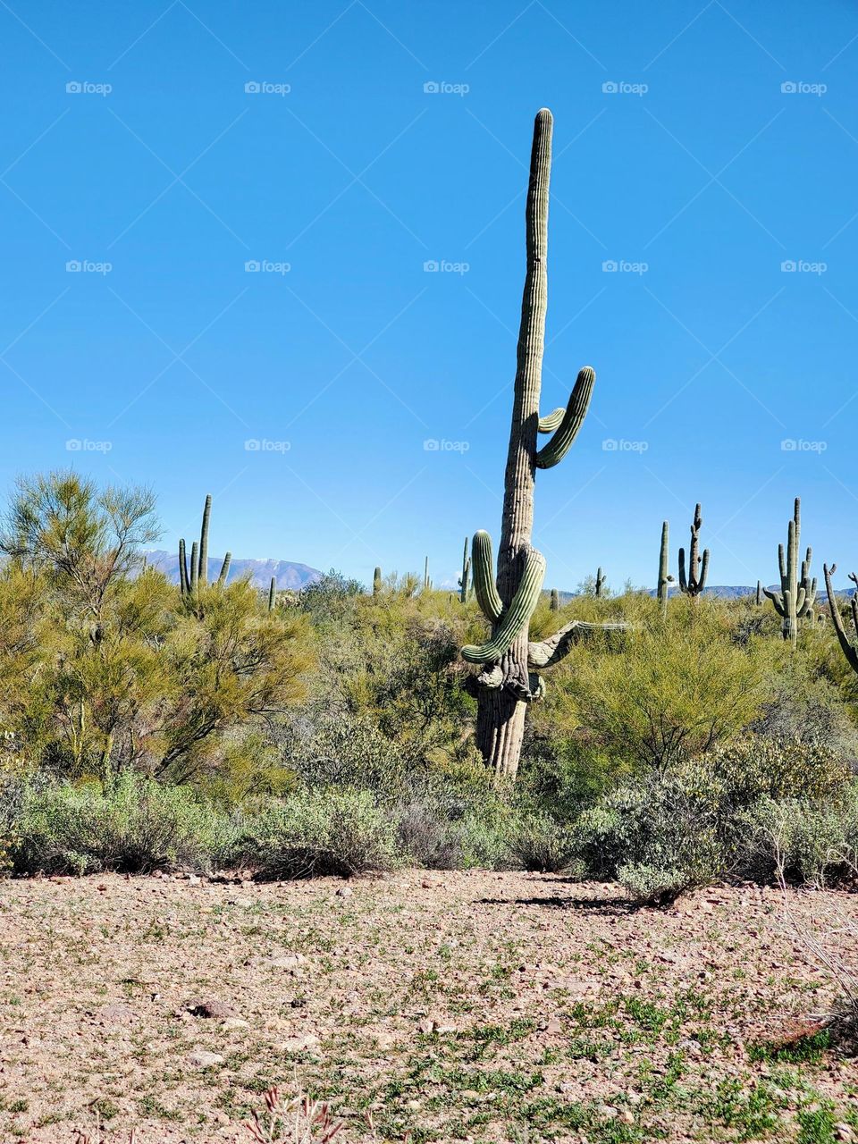 The Beauty of a Saguaro Cactus