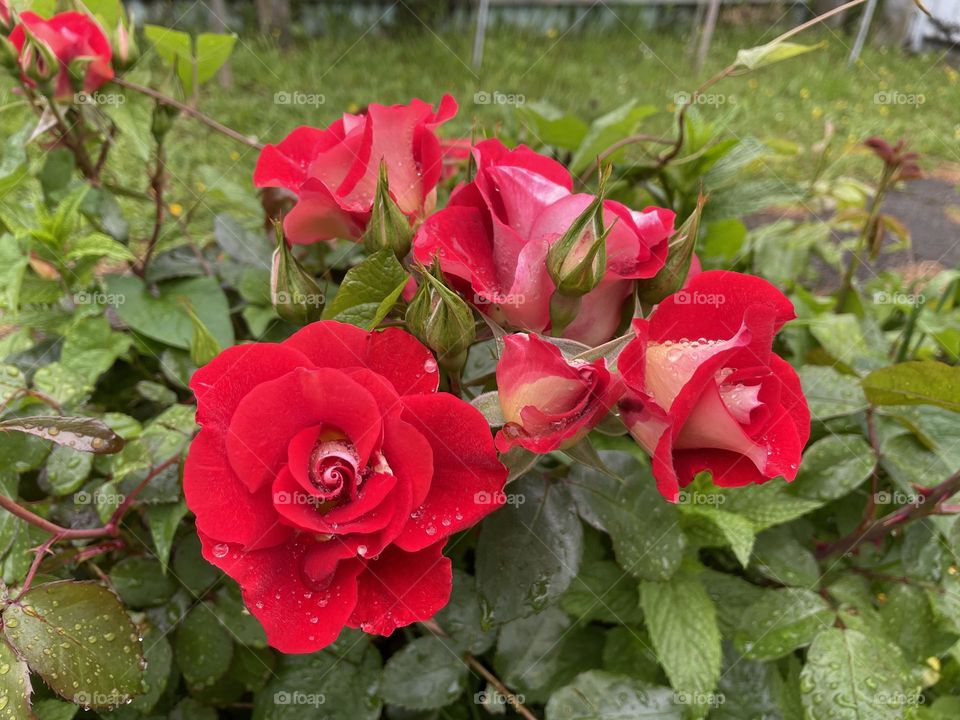 Beautiful bright red roses in the garden after light rain