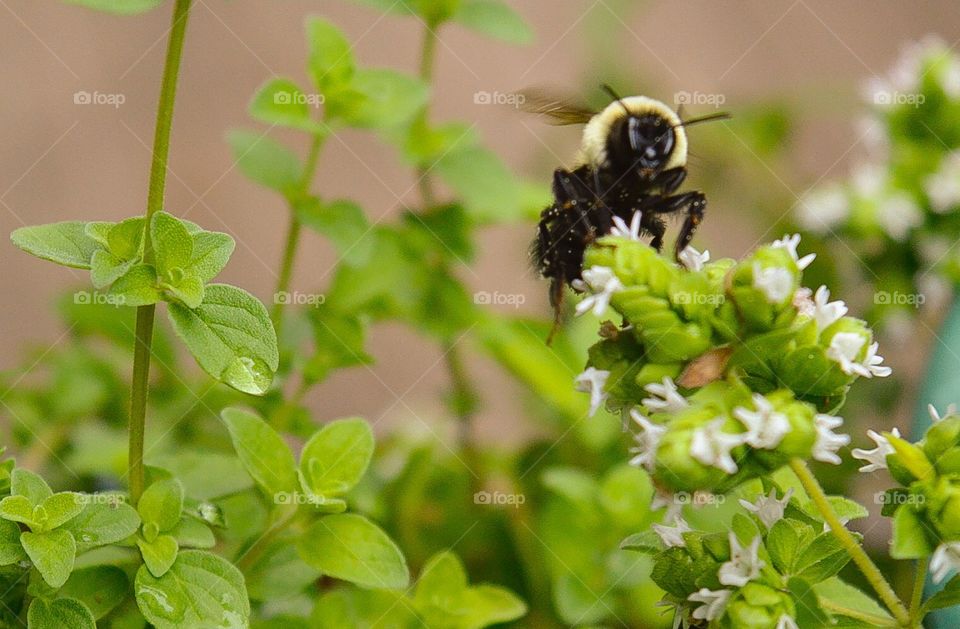 Bee Up Close