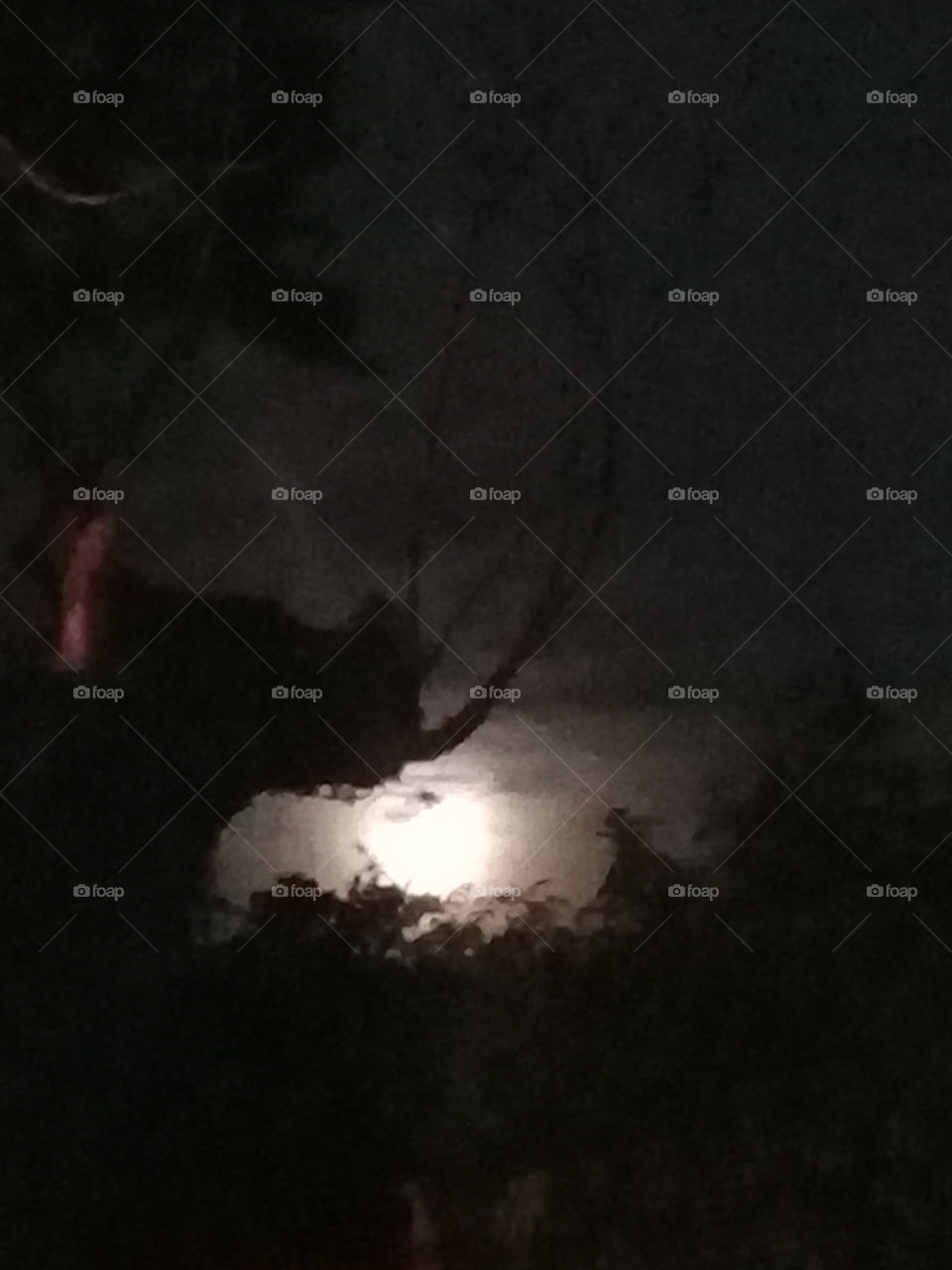imagen de una luna nueva en una noche cálida de verano asomada entre el follaje verde oscuro de algunos árboles.
