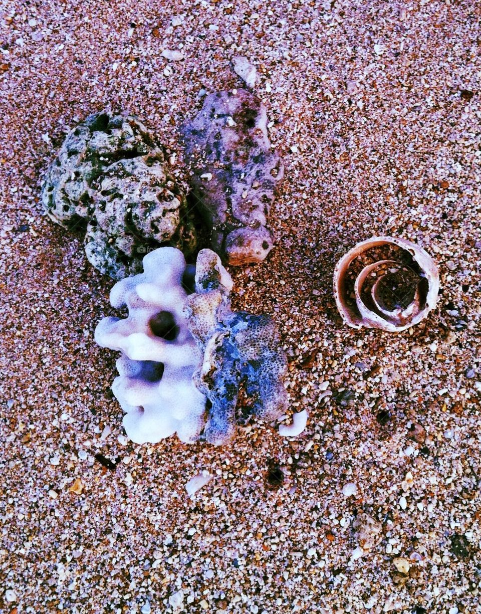 Shells and coral