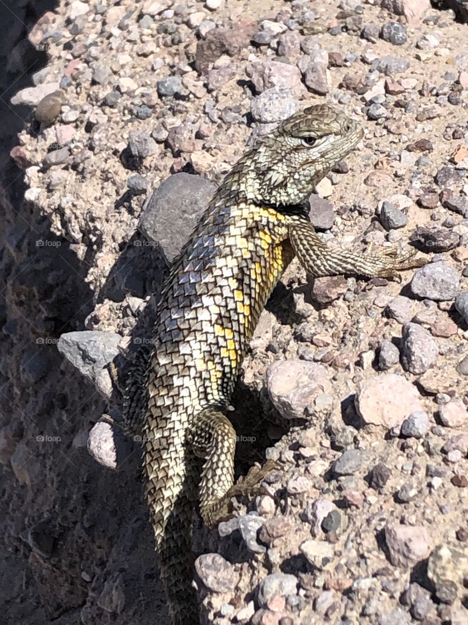 Spiny Lizard In Winterhaven CA