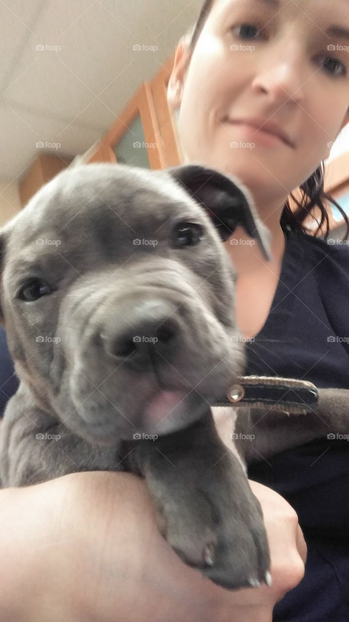 Blue pitbull puppy