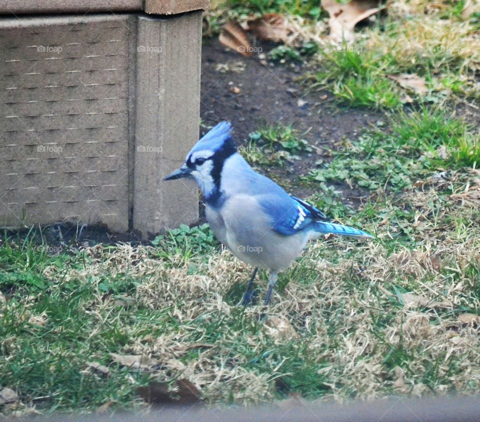 blue jay