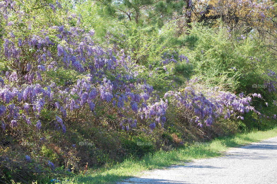 Wisteria