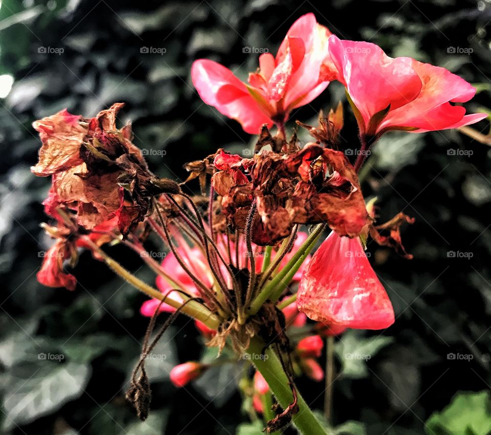 Red flowers