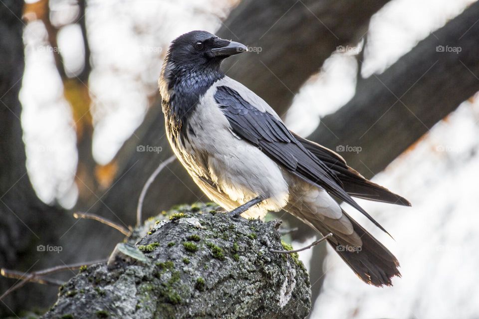 A crow on tree, close up