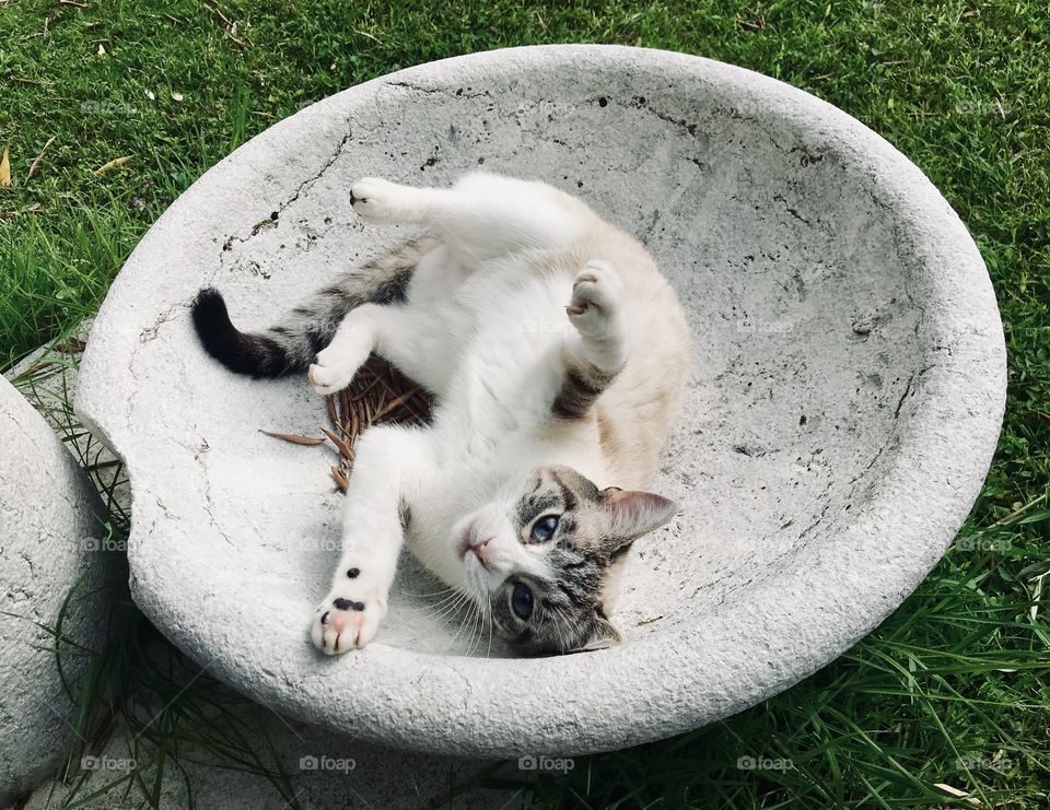 Cute cat Neve relaxing in the garden 