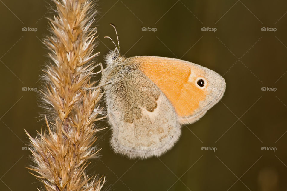 Meadow brown