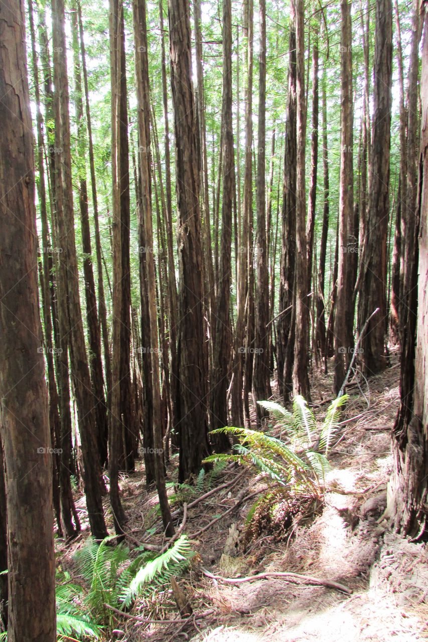 Muir Woods, California 