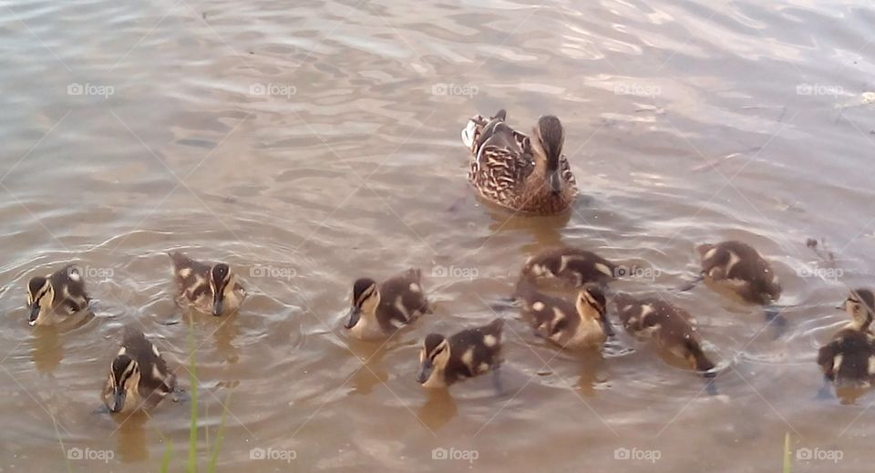 Duck, Water, Bird, No Person, Wildlife