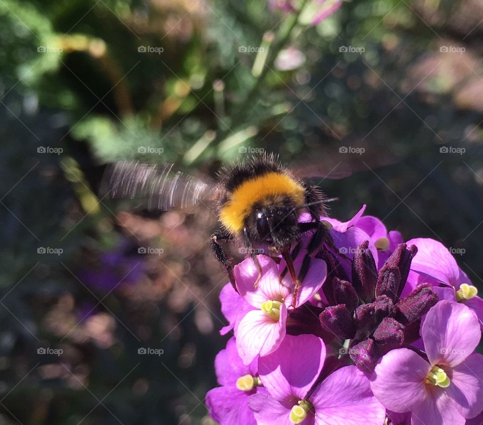 Bee, Insect, Nature, Honey, Flower