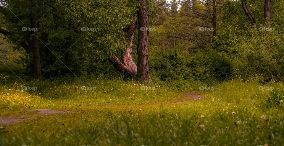 path in the forest