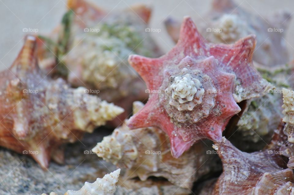 A collection of conch shells 