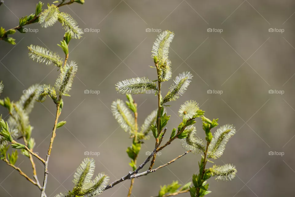 Spring