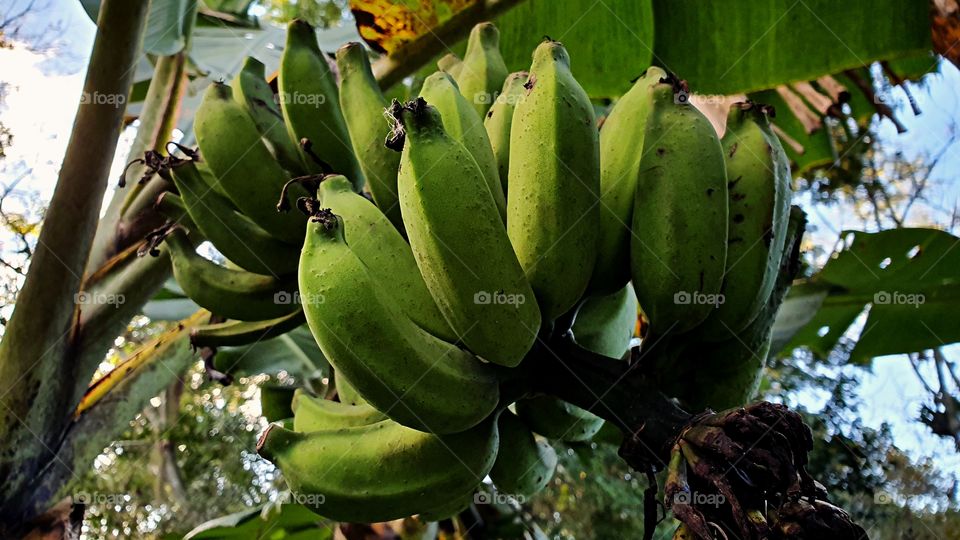 bananas