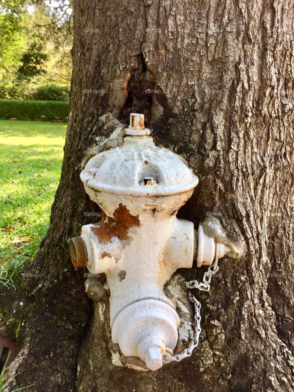 Fire hydrant eaten up by oak tree 