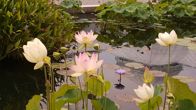 pond