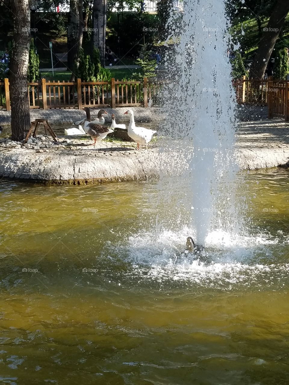 geese and ducks in kuğlu park in Ankara Turkey