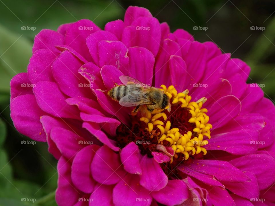 Macro shot of honey bee on flower