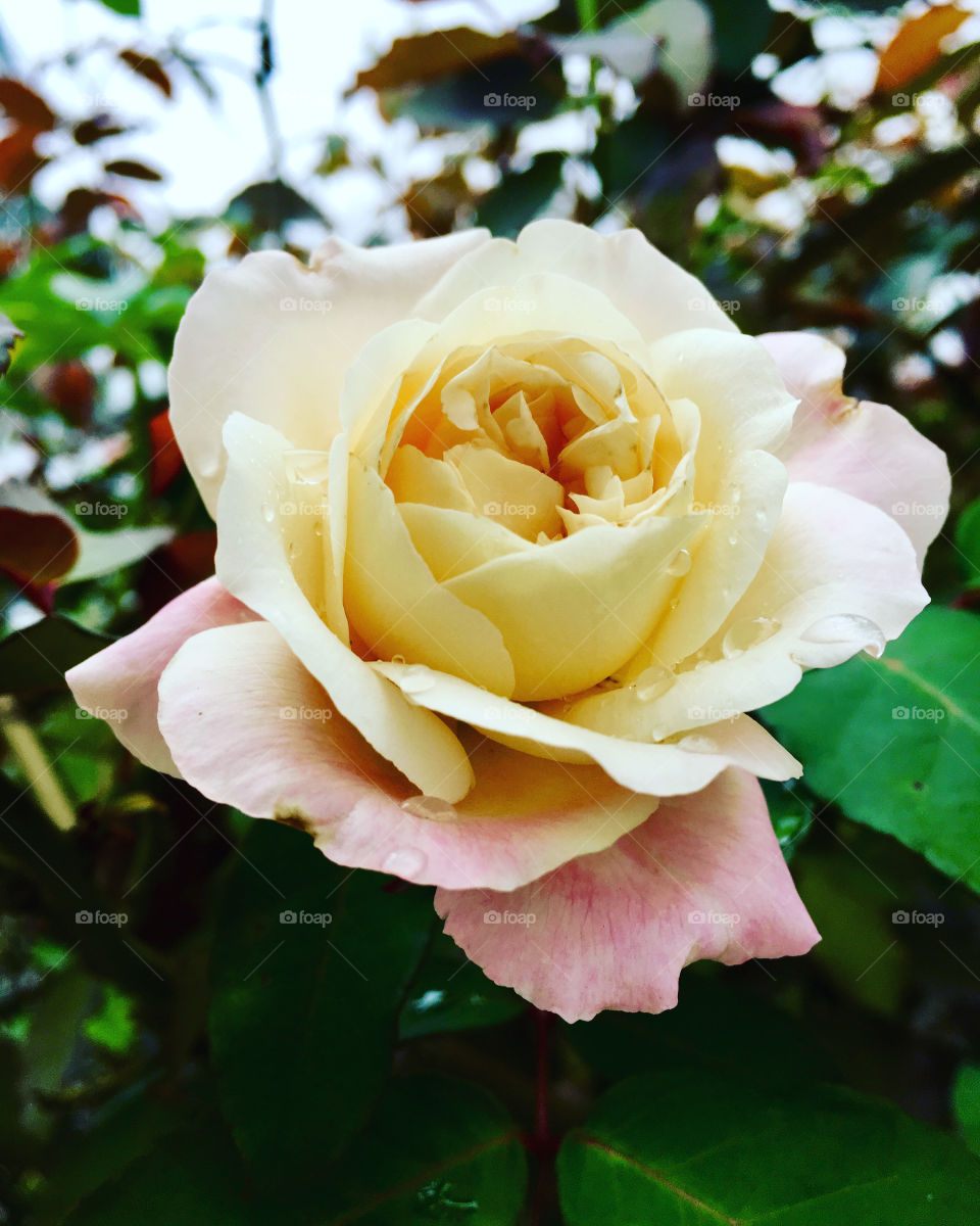 ‪Apesar do tempo sisudo, nossas flores continuam colorindo o domingo!‬
‪As roseiras gotejaras pela garoa de há pouco parecem ter um charme a mais, não?‬
‪📸‬
‪#FOTOGRAFIAéNOSSOhobby‬
‪#flowers #jardinagem #paisagem #fotografia #inspiration ‬