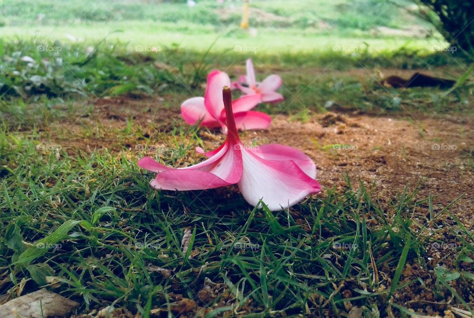 Magnolia flower 