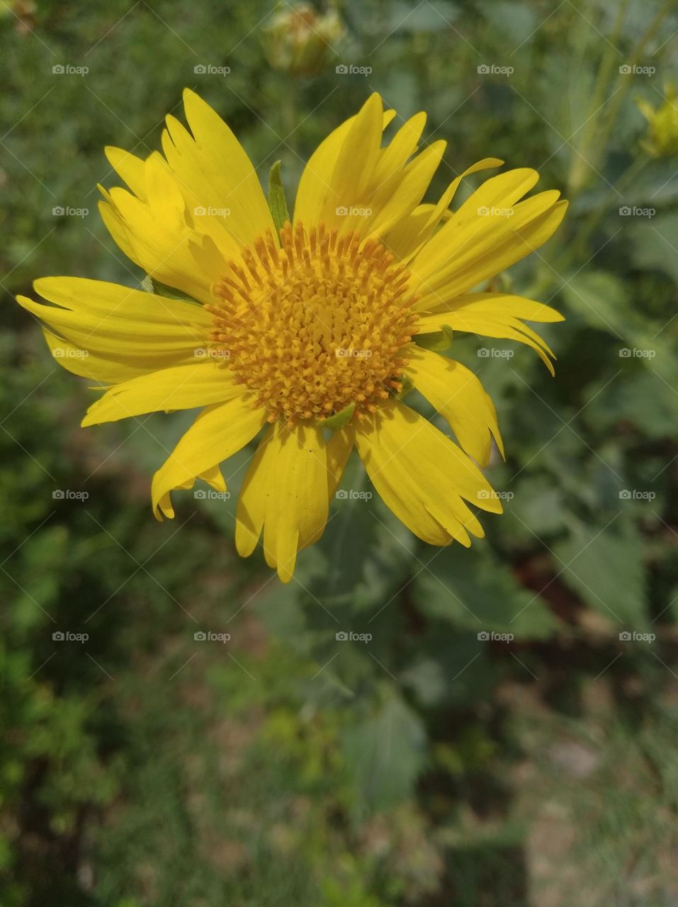 yellow flower seasonal fresh shurb small size looks very beautiful generally found everywhere