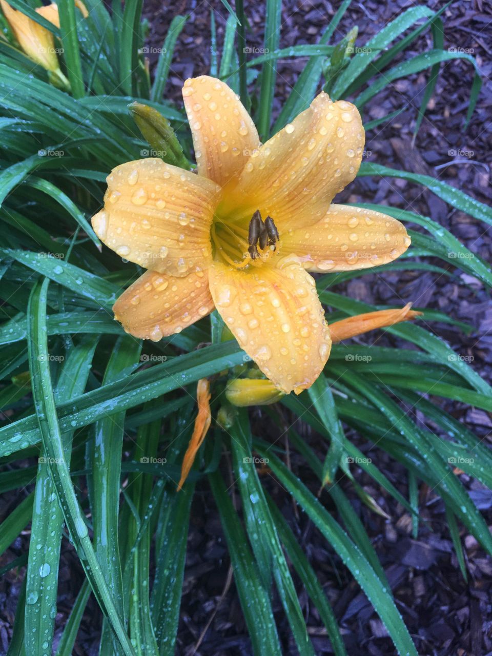 Morning rain flower 