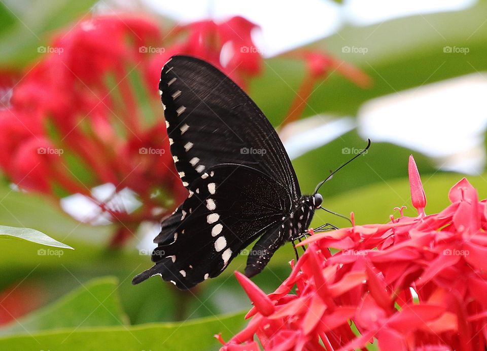 Beautiful and cute butterfly