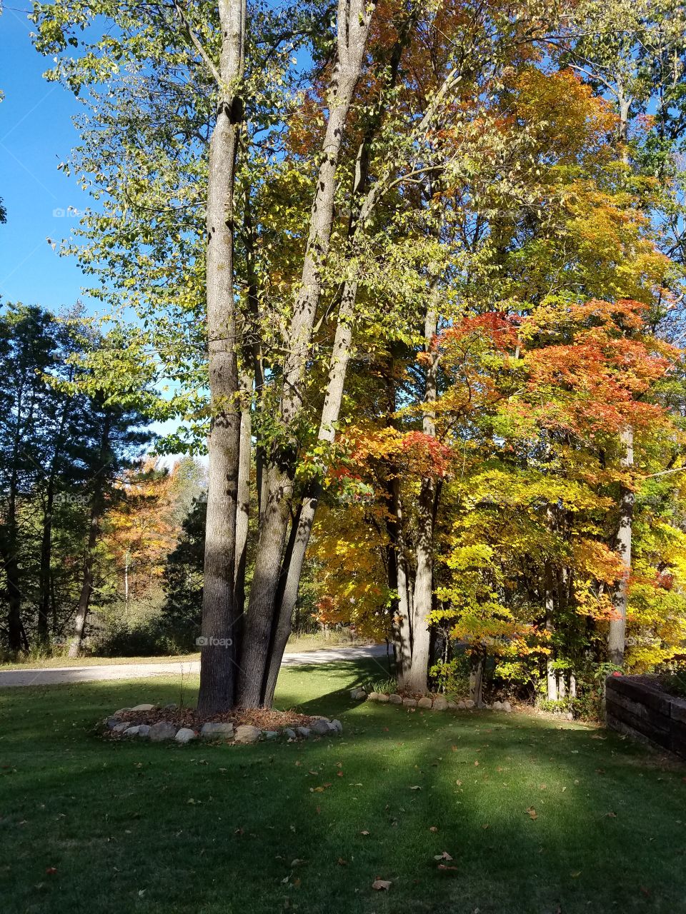 My Fall Yard