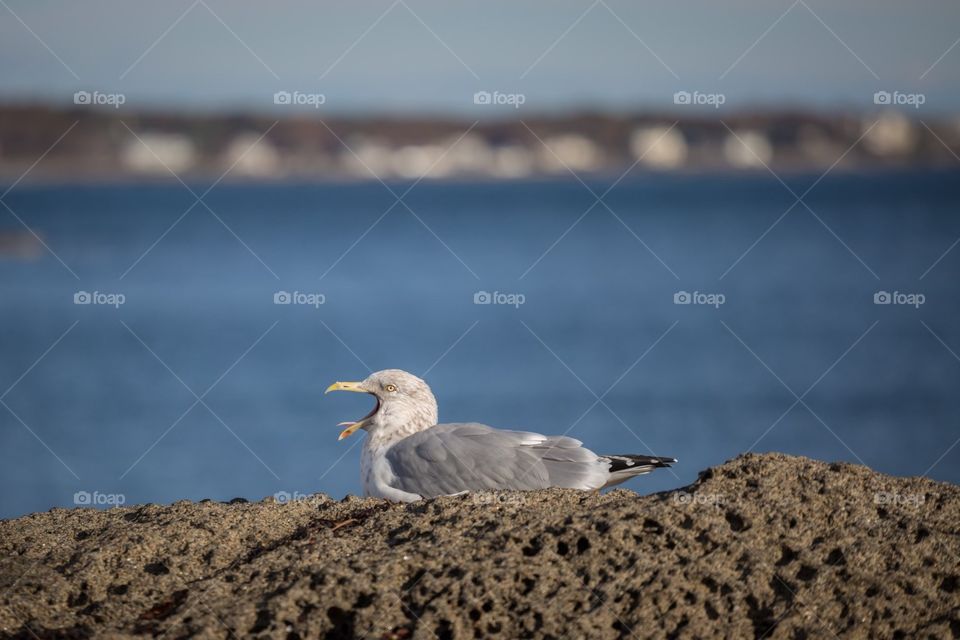 Seagull - Kennebunkport, Maine