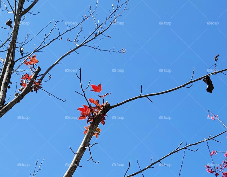 Maple leaves turning red in autumn