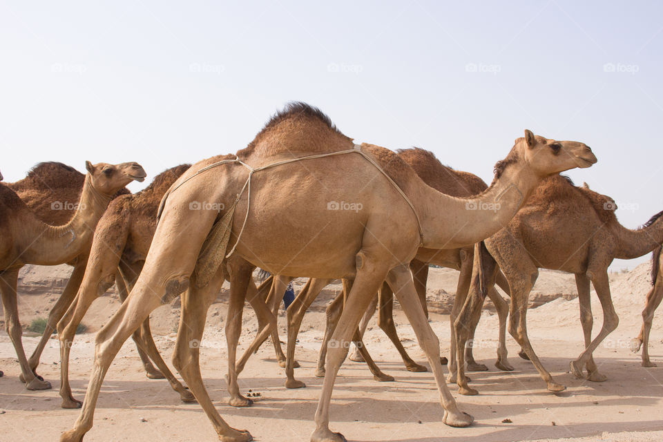 camel,
desert,
sand,
morocco,
travel,
animal,
camels,
culture,
nature,
tourism,
rajasthan,
animals,
dune,
wildlife,
people,
sahara,
summer,
landscape,
outdoors,
arabia,
safari,
dunes,
hot,
riding,
saudi,
arabian, camels,
camel desert,
jeddah,
desert ship,
ship,