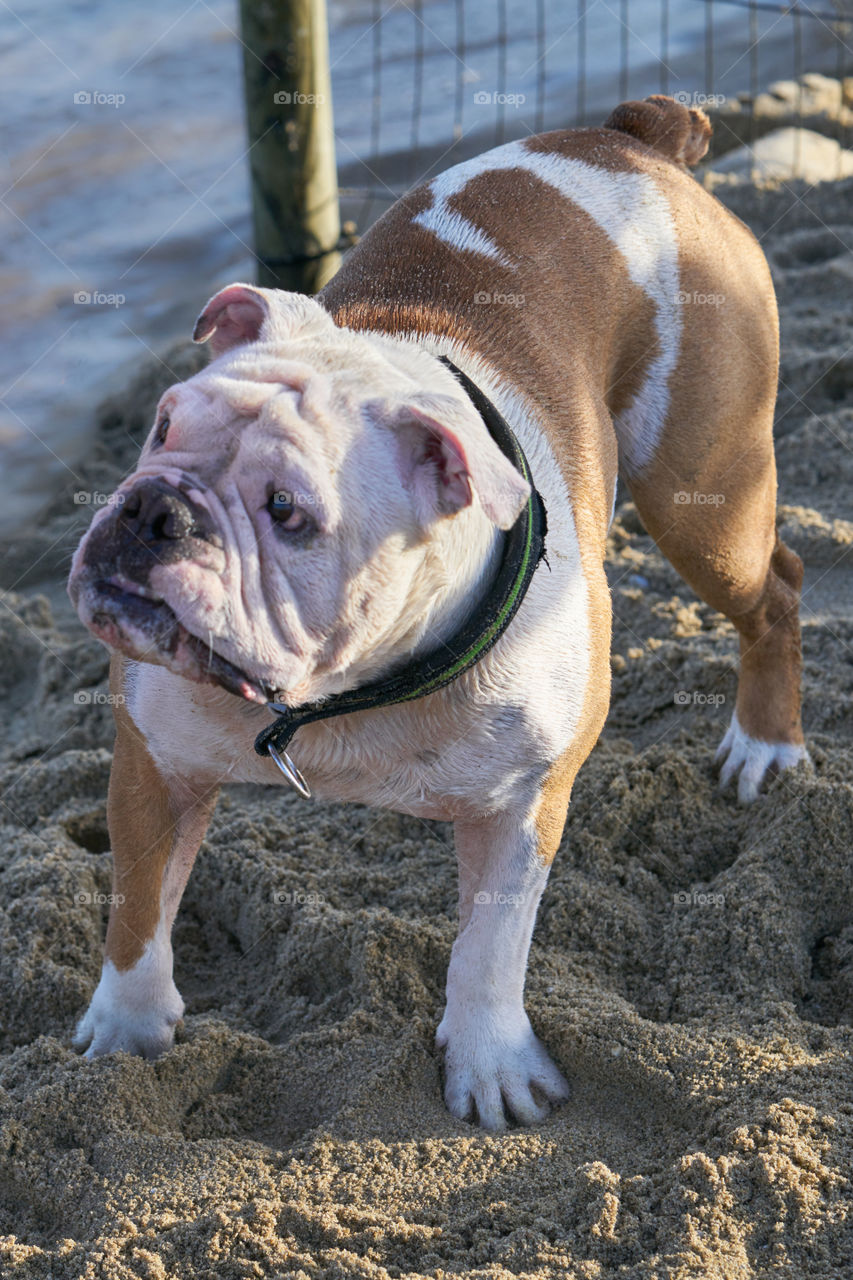 Bulldog inglés blanco en la playa 