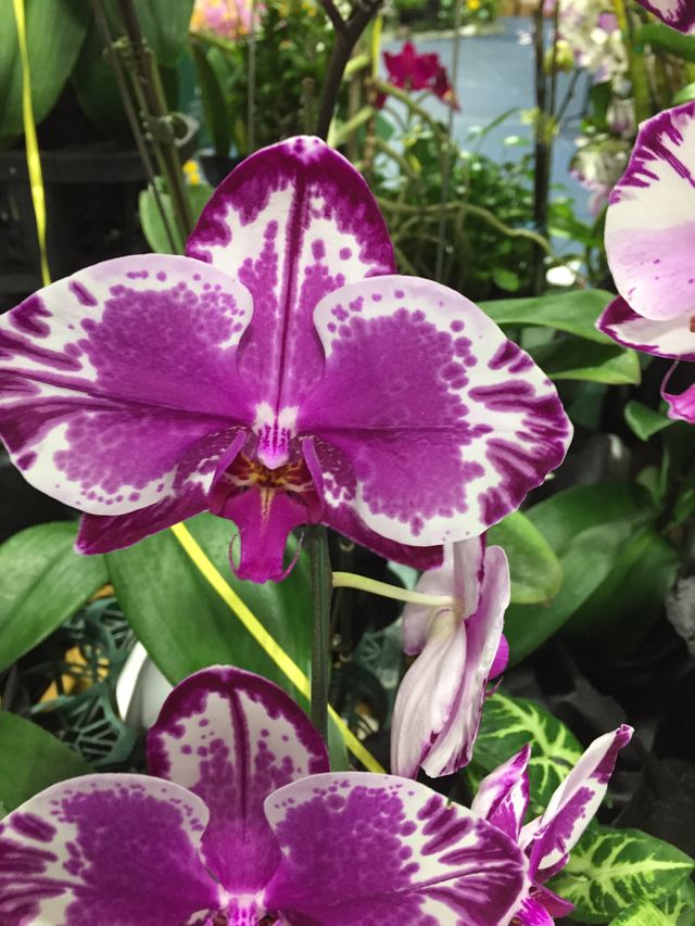 Lilly