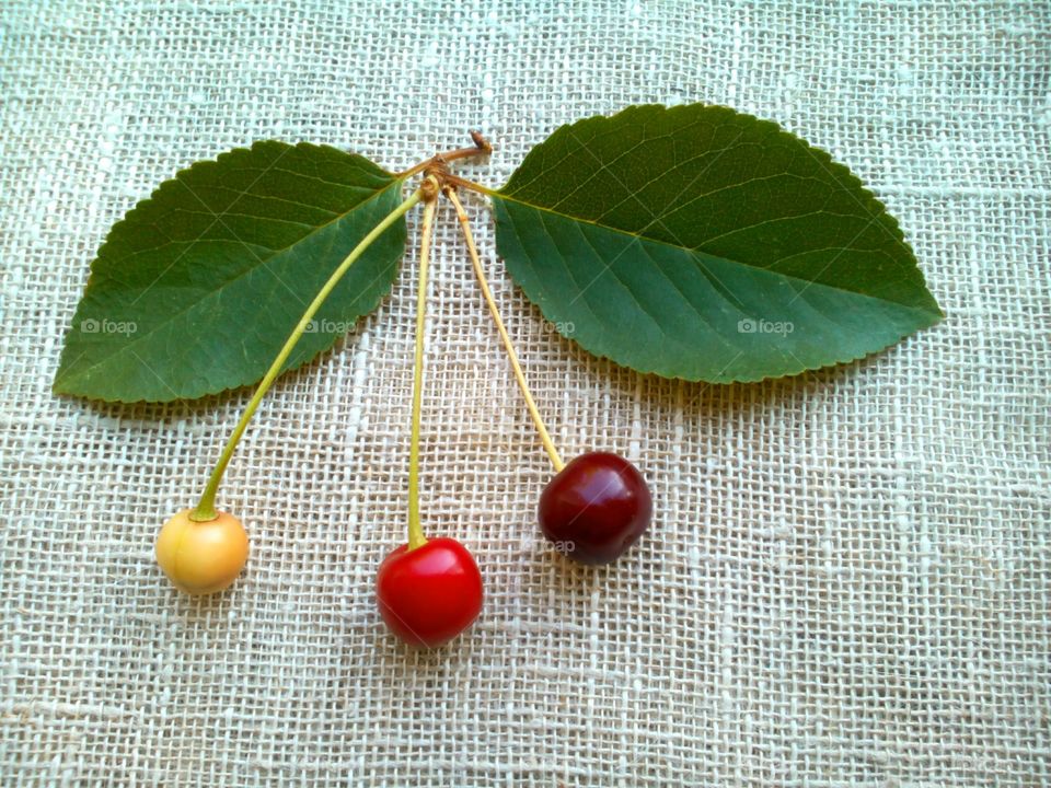 Leaf, Nature, No Person, Desktop, Fruit