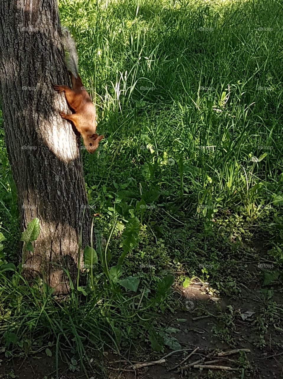 squirrel on a tree in the garden