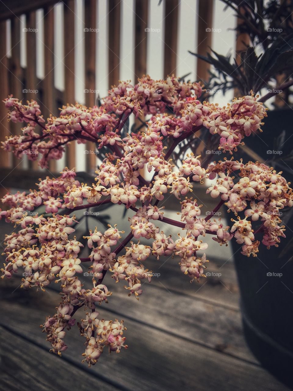 Elderberry beauty